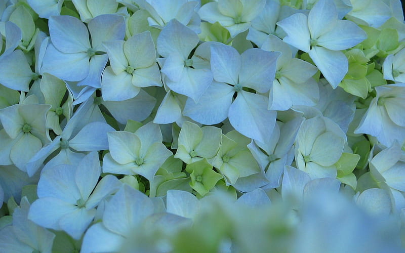 hydrangea flower-flowers, HD wallpaper