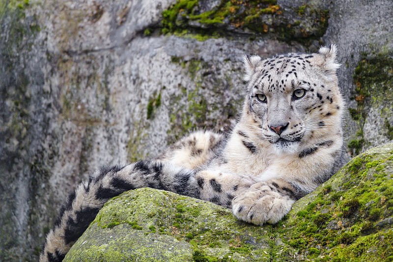 irbis, snow leopard, glance, predator, wildlife, HD wallpaper