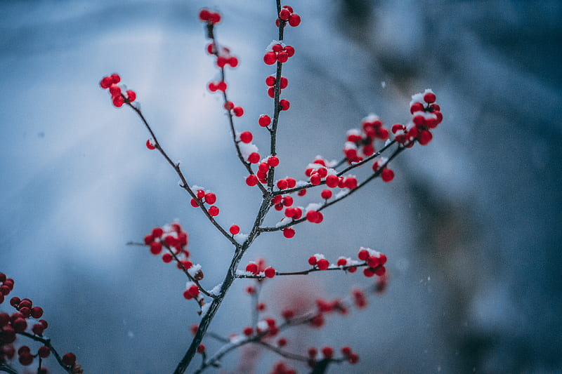 tilt-shift graphy of red flowers, HD wallpaper