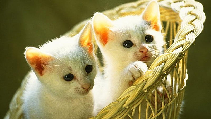 Two White Cat Kittens Are Inside Bamboo Basket Cute Cat, HD wallpaper
