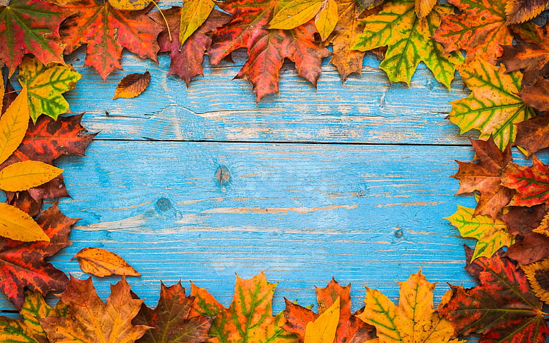 autumn frame, blue wooden background, frame of yellow leaves, natural frame, autumn concept, HD wallpaper