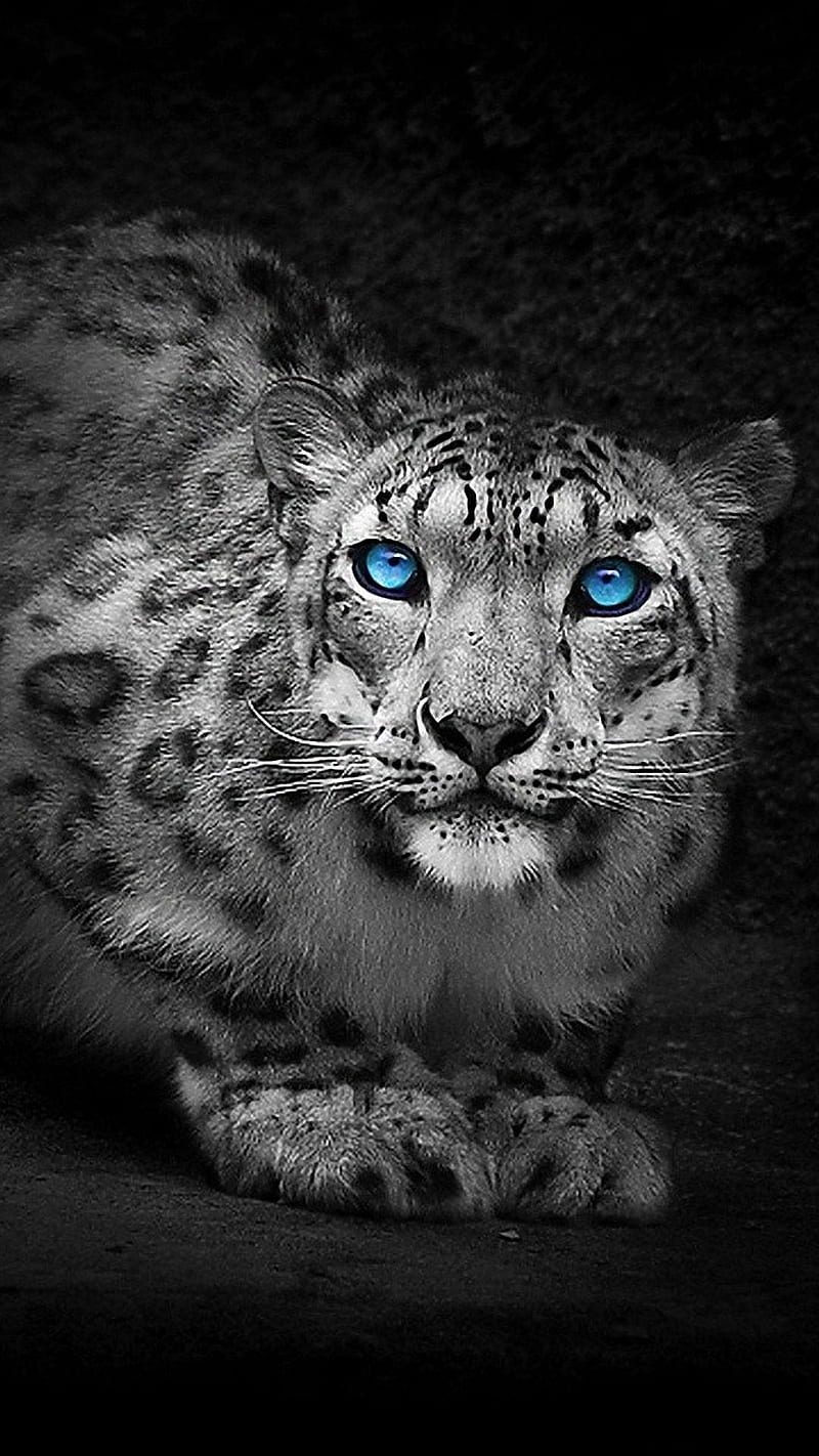 Jaguar, animal, blue, eyes, wild, HD phone wallpaper | Peakpx