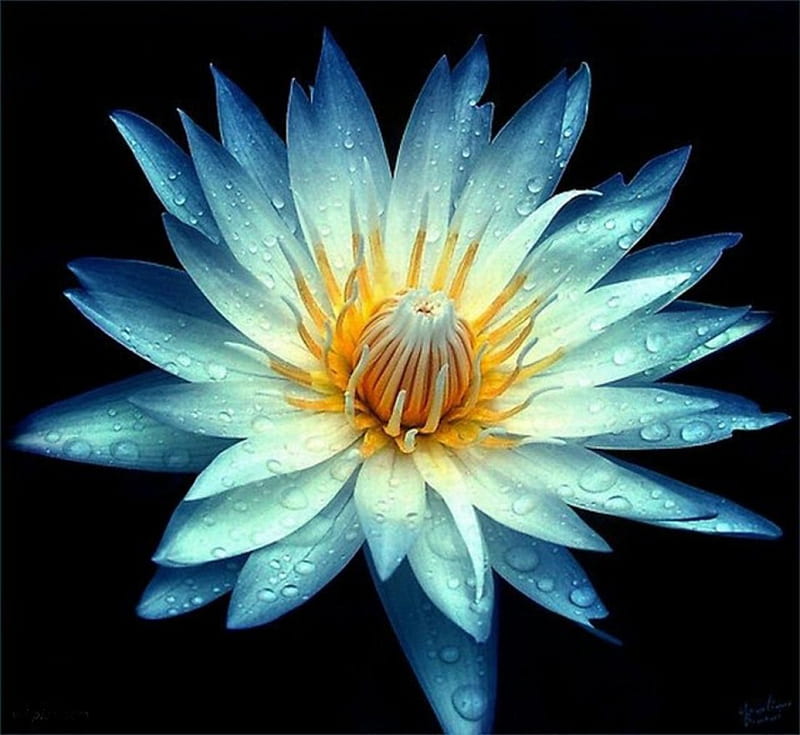 Blue Lotus, lotus, flowers, nature, dark background, blue, HD wallpaper |  Peakpx