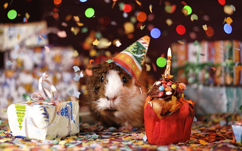 guinea pig, Birtay, cupcake, Happy Birtay, pets, cute animals, gift, candles, HD wallpaper