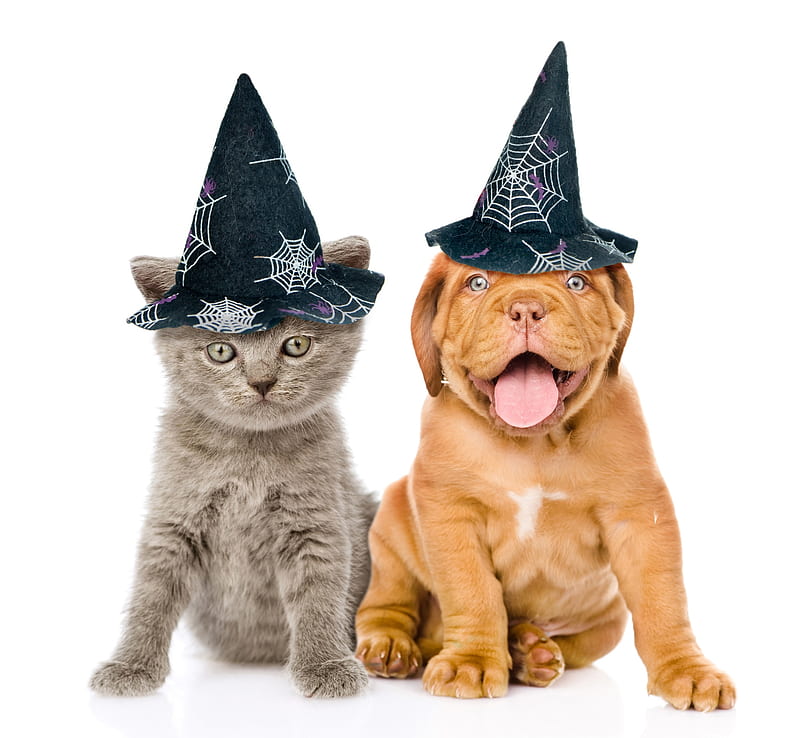 Happy Halloween!, halloween, cat, animal, hat, cute, dogue de bordeaux, funny, white, pisica, puppy, dog, HD wallpaper