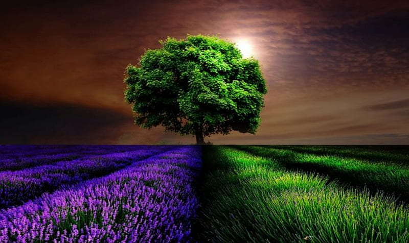 Colors, bonito, two colors, lush lawn, tree, purple color, green color, splendor, nature, field, landscape, lavander, HD wallpaper