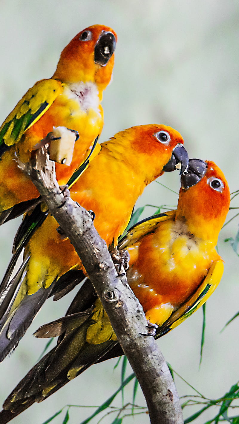 Parrot , bird, yellow, lovebird, HD phone wallpaper