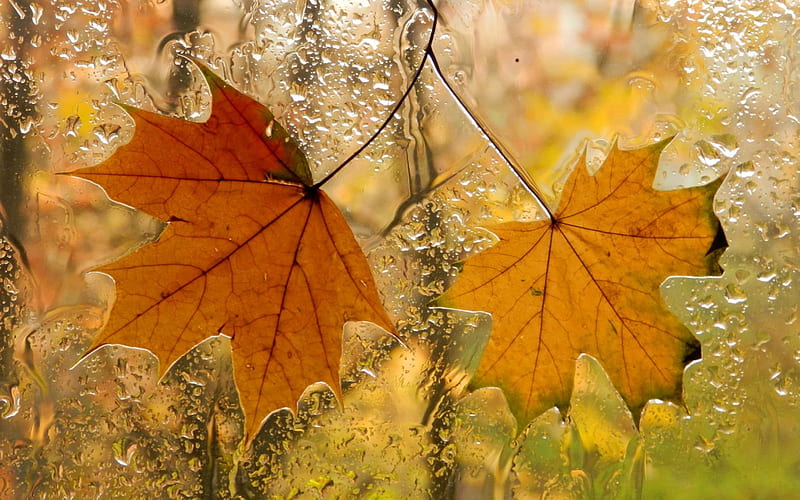 Autumn Rain , fall, autumn, window, drops, leaf, leaves, graphy, water drops, rain, HD wallpaper