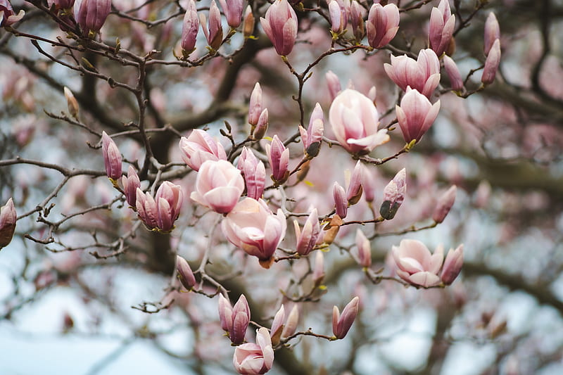 magnolia, flowers, branches, pink, plant, HD wallpaper