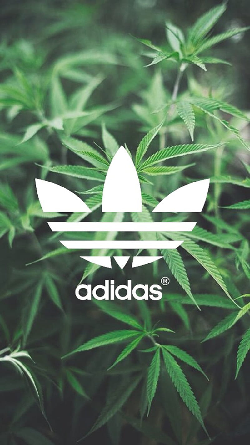 Adidas, adidas cannabis, adidas marihuana, cannabis, flower, flowers, green, lotus, HD phone wallpaper