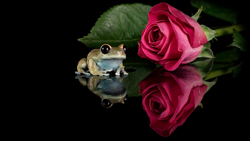 Frog, green, rose, amphibian, black, flower, pink, animal, braosca, HD wallpaper