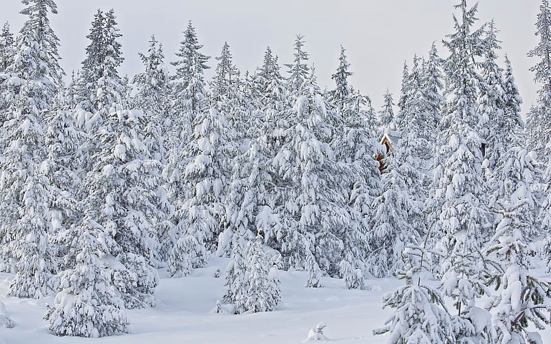 winter, snow, winter landscape, winter forest, tree, usa, oregon, HD wallpaper