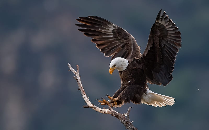 Landing Bald Eagle, landing, wings, bald eagle, bird, flight, HD wallpaper