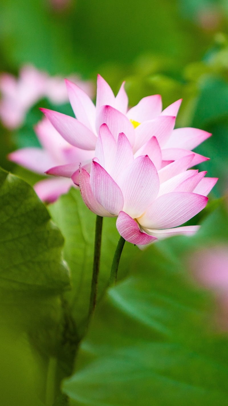 Pink Lotus, 2016, awesome, love, HD phone wallpaper | Peakpx