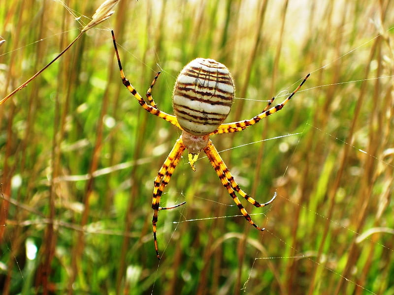 Garden Spider on Web, scary spider, spider, garden spider, web, HD wallpaper