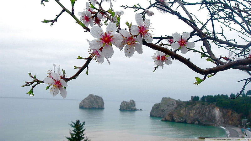 White Blossom Flowers Branches In Sea Background Flowers, HD wallpaper