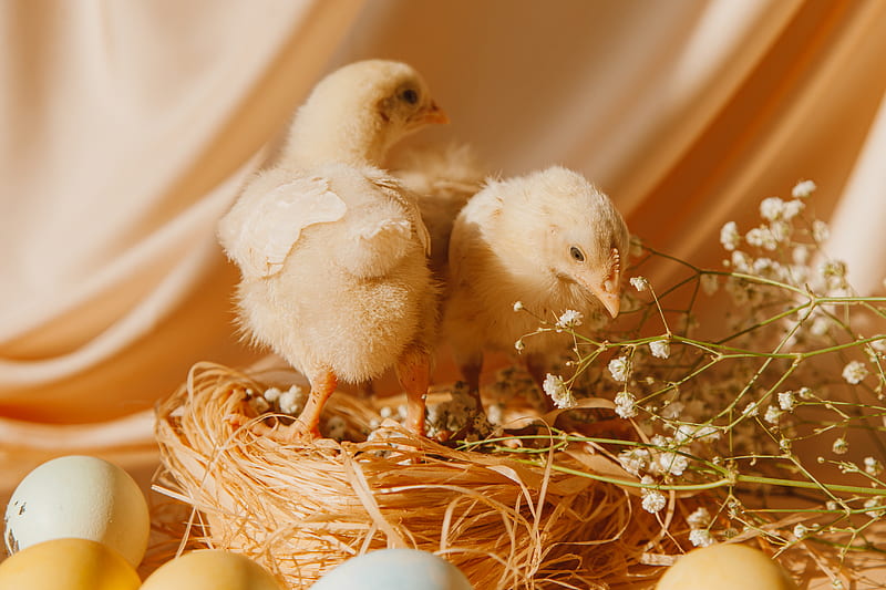 Two White Chicks On A Nest, HD wallpaper