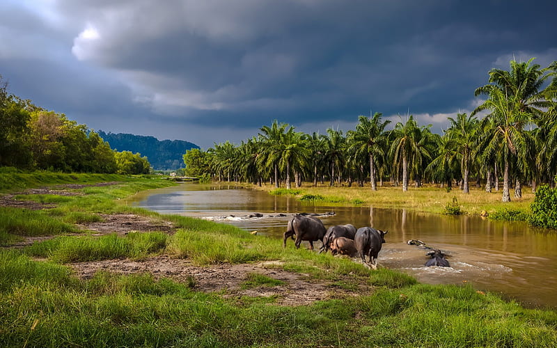 water buffalos entering a river in southeast asia, forest, grass, buffalos, river, clouds, HD wallpaper