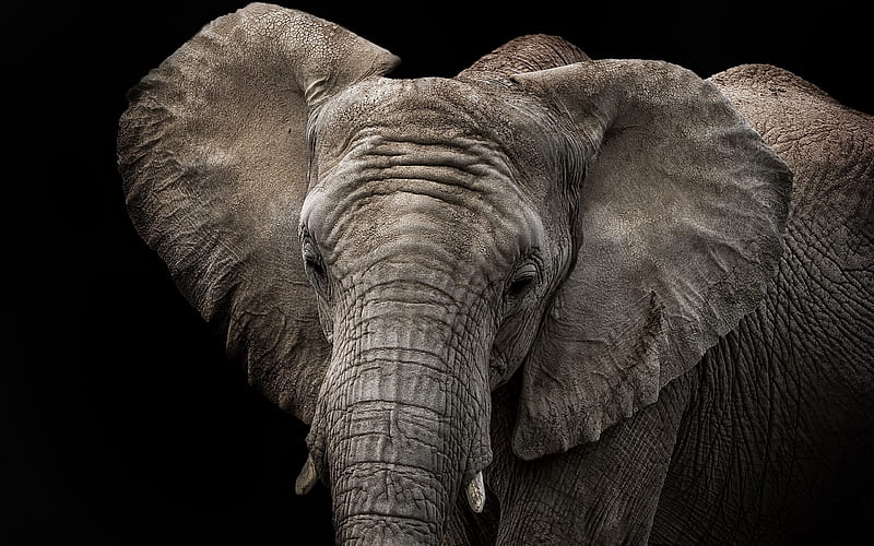 elephant, Africa, black background, wild animals, African elephant, HD wallpaper