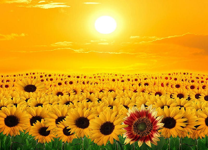 Sunflowers beauty, sunflower, trees, sky, clouds, graphy, nice, plants, flowers, nature, fields, sunshine, beautiful scenery, scenery, HD wallpaper