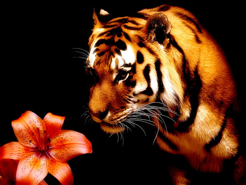 Tiger and lily, red, flower, black backgroung, tiger, lili, animal, HD  wallpaper | Peakpx