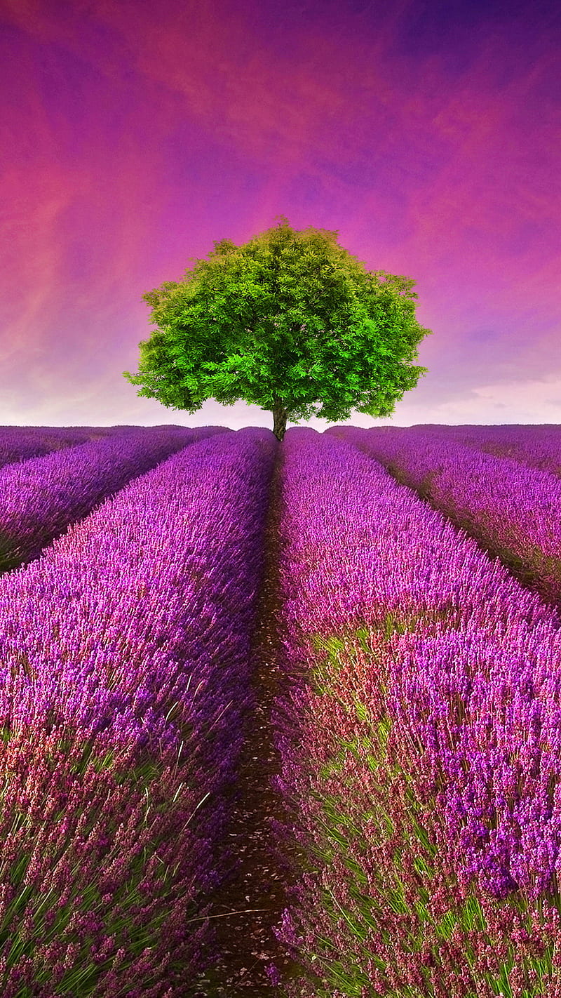 Lavender Field, field, flowers, france, landscape, lavender, nature,  provence, HD phone wallpaper | Peakpx