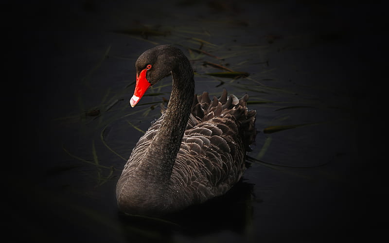 black swan, birds, lake, wildlife, swans, HD wallpaper