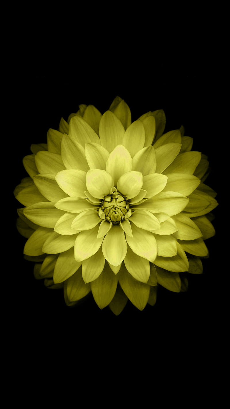 Black background, simple background, flowers, yellow flower, HD phone  wallpaper | Peakpx