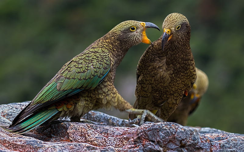 Kea, green parrot, wavy parrots, beautiful green birds, parrots, Nestor notabilis, New Zealand, HD wallpaper