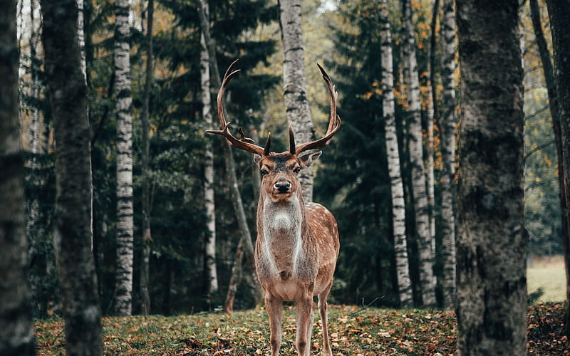 Deer, antlers, nature, animal, HD wallpaper