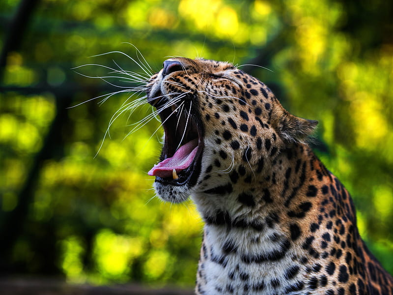 Cats, Leopard, HD wallpaper