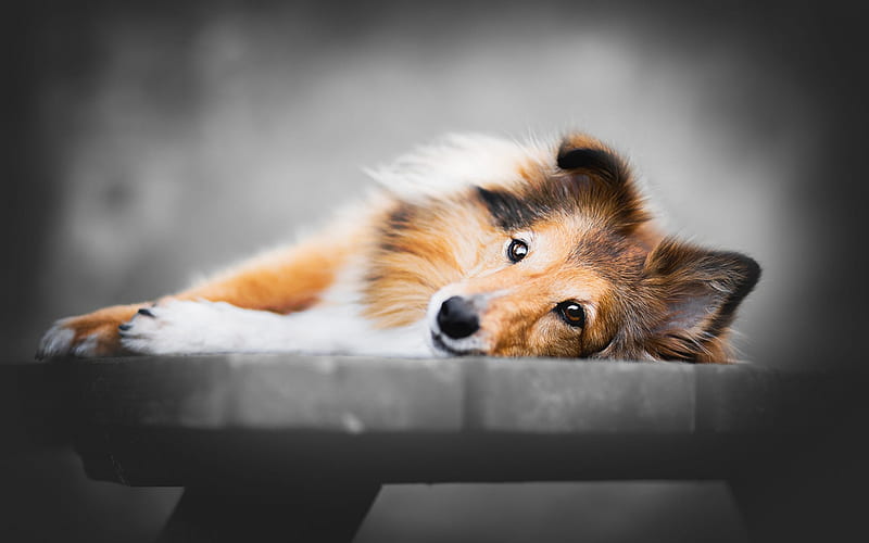 Collie, dog on bench, fluffy brown dog, cute animals, pets, dogs, HD wallpaper