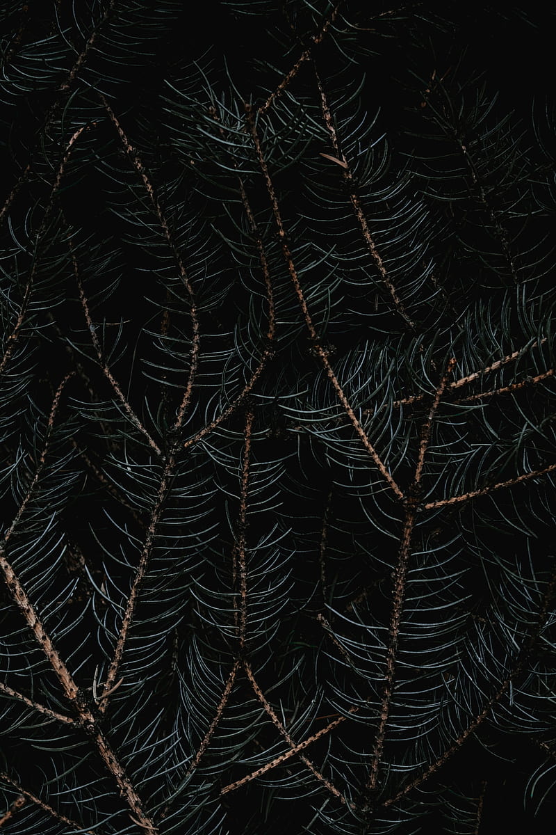 branches, needles, macro, dark, HD phone wallpaper