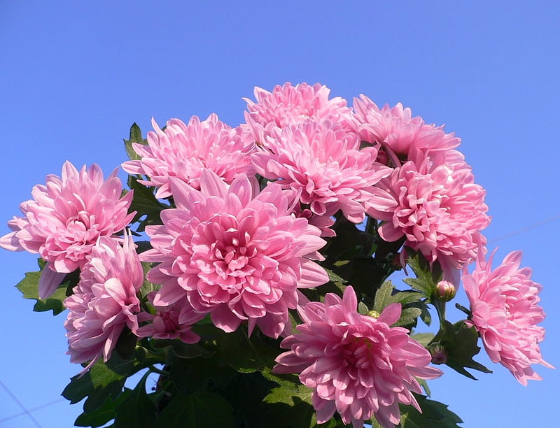 chrysanthemum, flowers, garden, bonito, pink, HD wallpaper