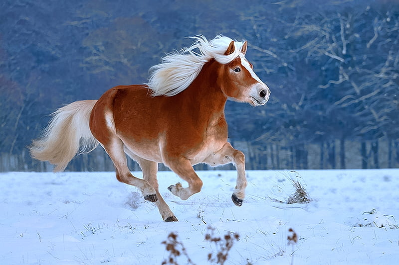 White Lightning, powerful, haflinger, bonito, gallop, run, graceful, HD wallpaper