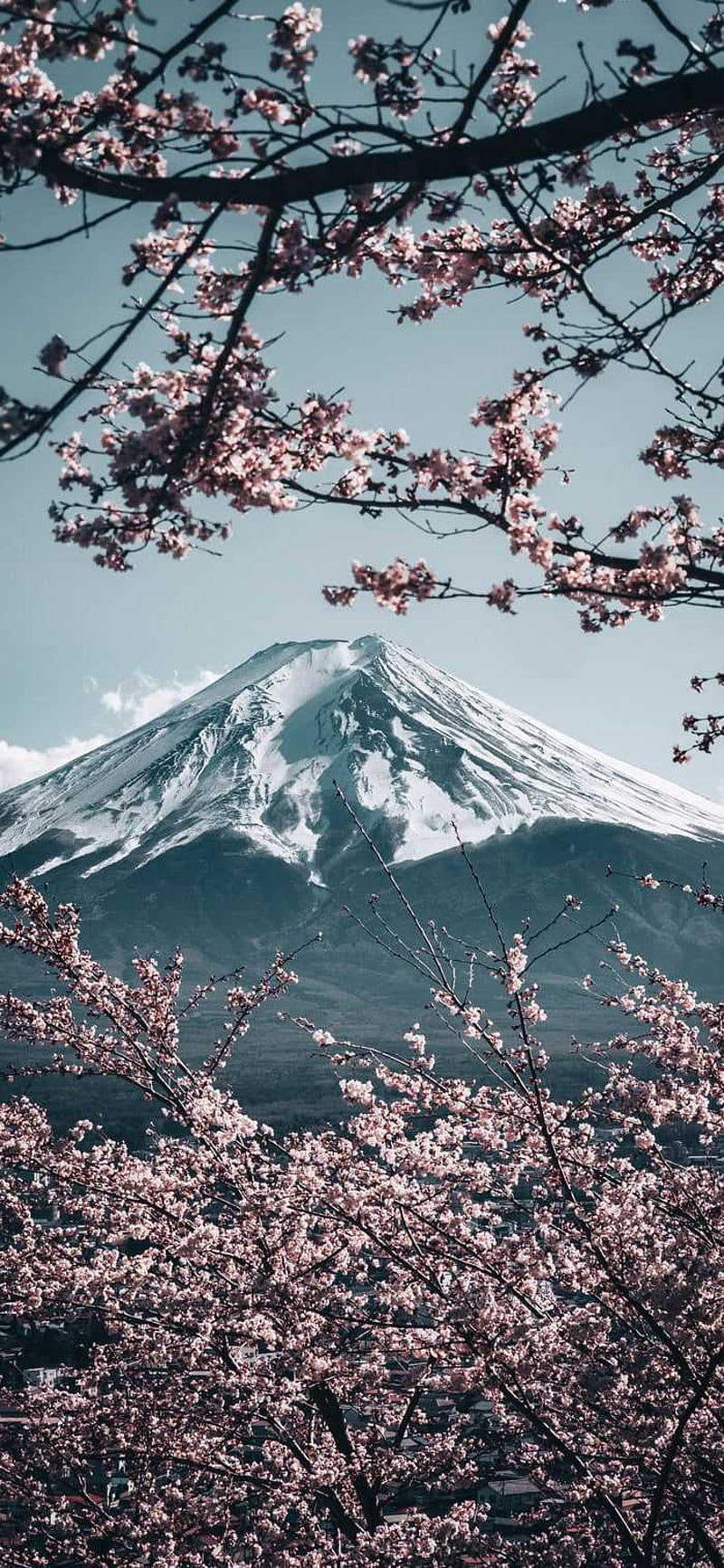 Japan, Samurai Cherry Blossom, HD phone wallpaper