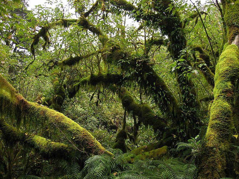 Fiordland Rainforest NZ, forest, nature, green beautiful, trees, HD wallpaper