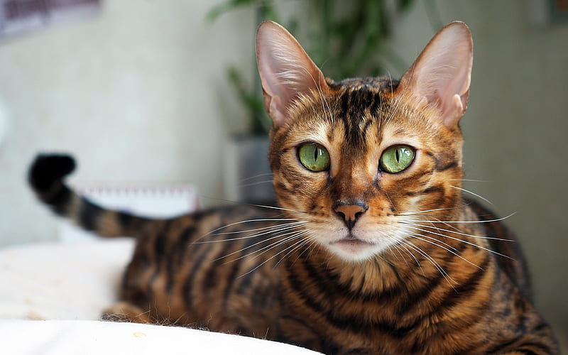 Bengal Cat muzzle, pets, domestic cat, green eyes, cute animals, cats, Bengal, HD wallpaper