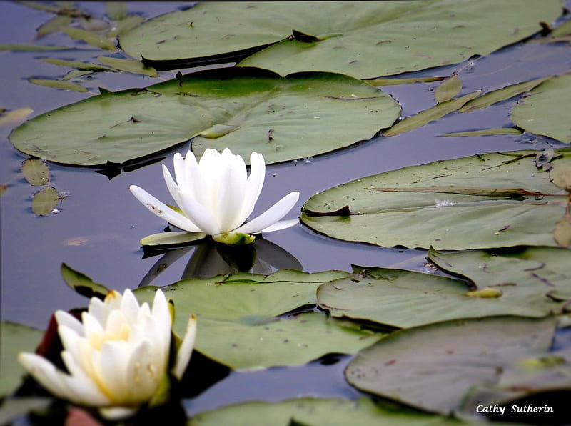 Lily Pads in Bloom on the Pond, lily pad, country, pond, frog, water, flower, nature, petals, white, HD wallpaper