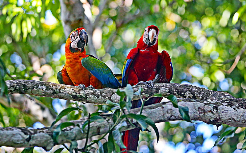 Hyacinth macaw, two parrots, jungle, wildlife, red macaw, Anodorhynchus hyacinthinus, parrots, macaw, HD wallpaper