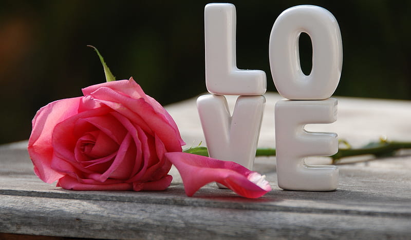 one-word_all my DN, 3d, rose, love, flower, nature, petals, HD wallpaper