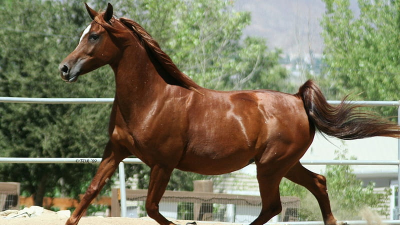 Red Arabian, brown horses, red horses, arabians, nature, pets, white horses, HD wallpaper