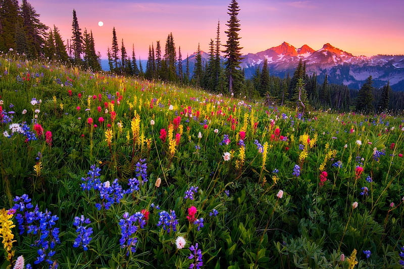 Mountain flowers, colorful, lovely, grass, bonito, sunset, sky, freshness, mountain, wildflowers, summer, slope, flowers, landscape, meadow, HD wallpaper