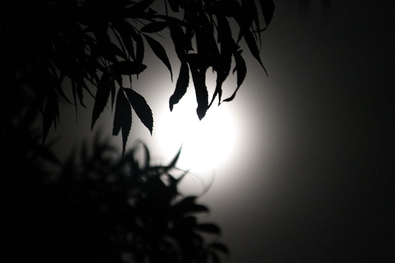 Full moon through the tree, nighttime, moon, space, dark, HD wallpaper