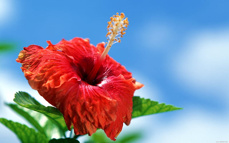 Tahitian red hibiscus, HD wallpaper