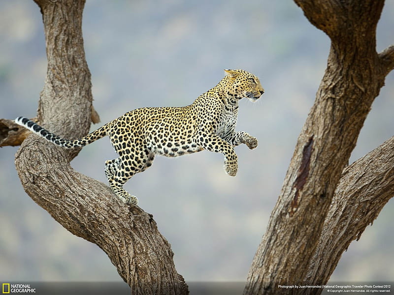 African Leopard-National Geographic, HD wallpaper