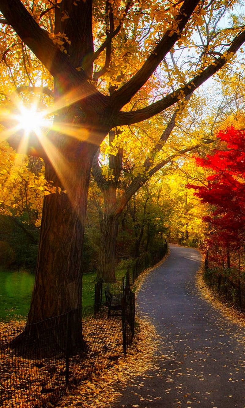 Autumn park, autumn, foliage, light, morning, park, trees, HD phone wallpaper