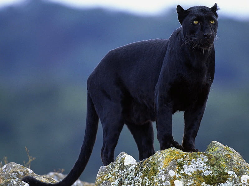 Black panter, mountain, feline, big cat, panter, black, HD wallpaper