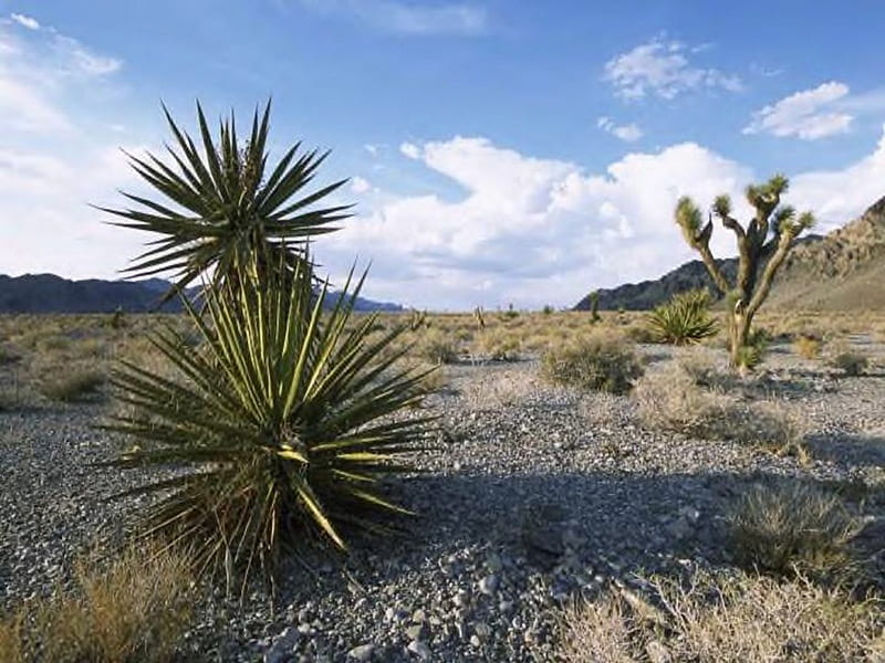 Mojave Desert Scenery, yucca, nature, desert, sky, HD wallpaper