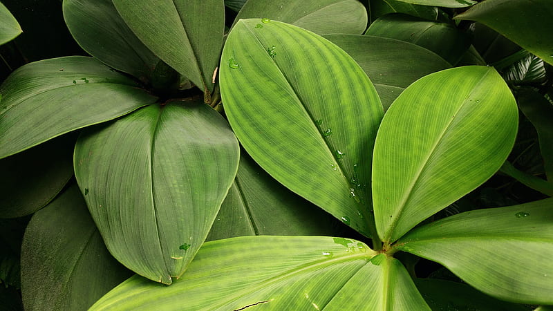 green banana leaf in close up graphy, HD wallpaper